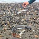 Fish are scattered across shore gravel.